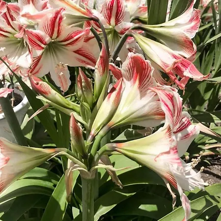 דירה Castle View House *