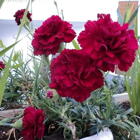 Castle View House דירה *