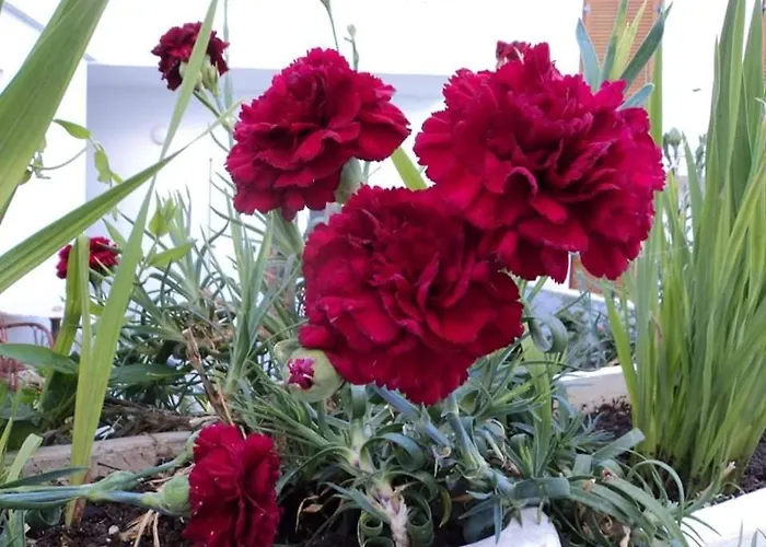 Castle View House アパート *